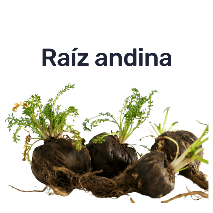 Maca Negra — Raíz andina