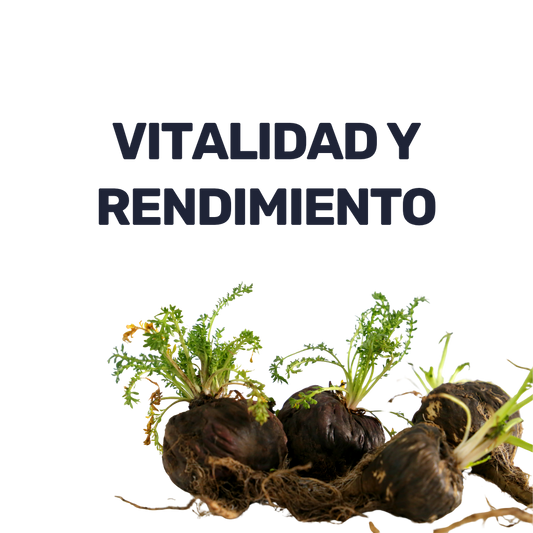 Maca Negra [90 Cápsulas]