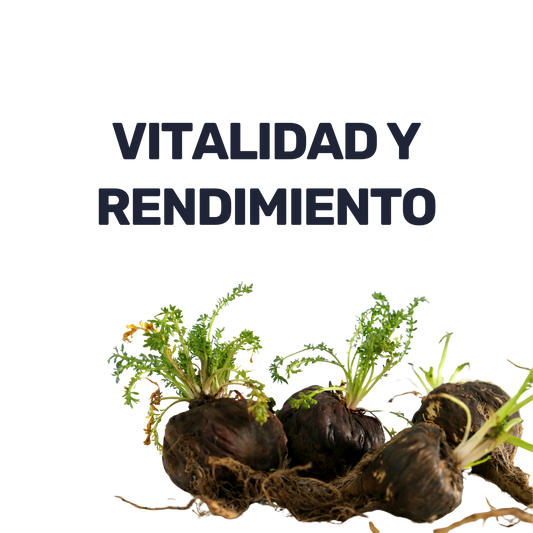 Maca Negra Gelatinizada 500 mg [60 Cápsulas]