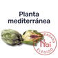 Alcachofa — Planta mediterránea