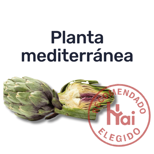 Alcachofa — Planta mediterránea