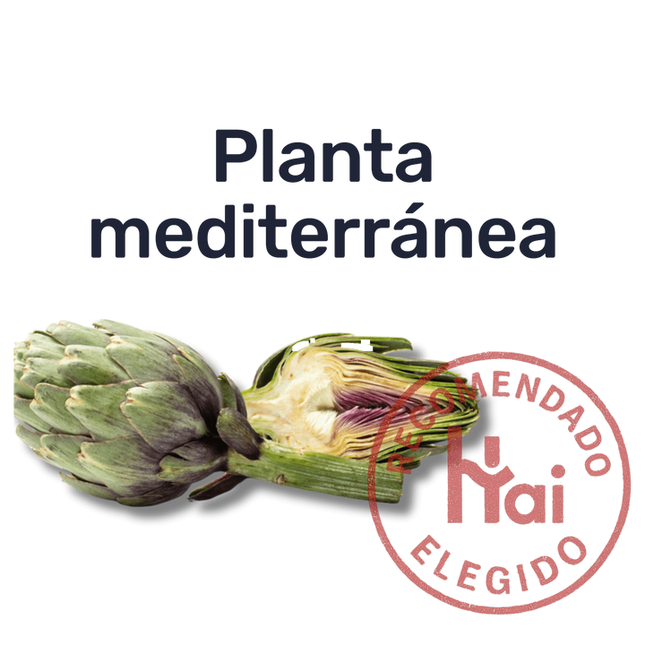 Alcachofa — Planta mediterránea