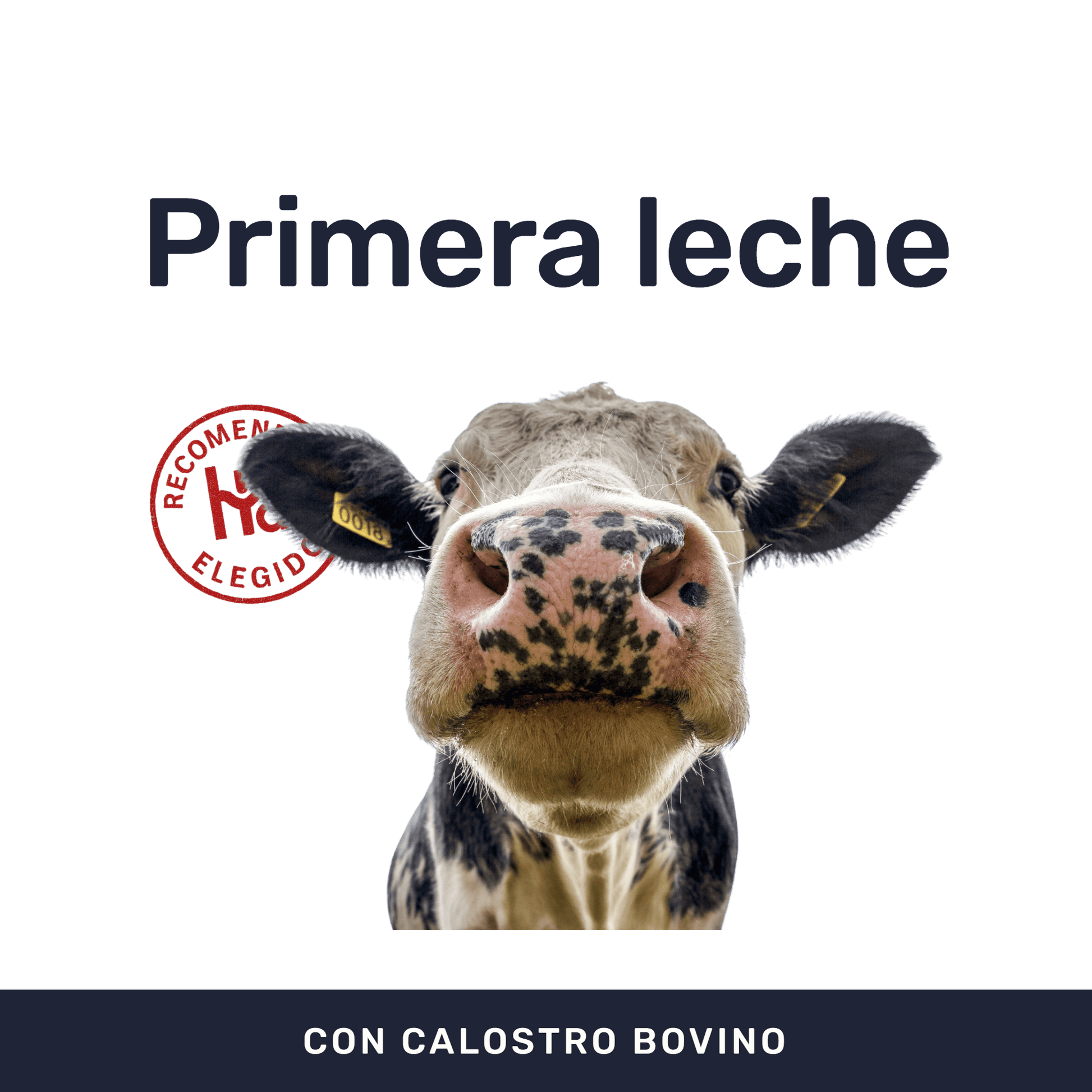 Calostrum Bovino 500mg [60 Cápsulas] — imagen 2