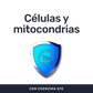 Coenzima Q10 + Vitamina E [90 Cápsulas] — imagen 2