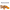 Cúrcuma — Rizoma dorado