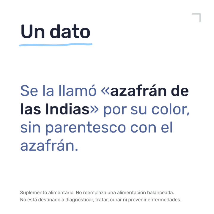 Cúrcuma — Un dato: Se la llamó «azafrán de las Indias» por su color, sin parentesco con el azafrán.