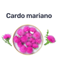 Cardo Mariano 1000mg — Cardo mariano