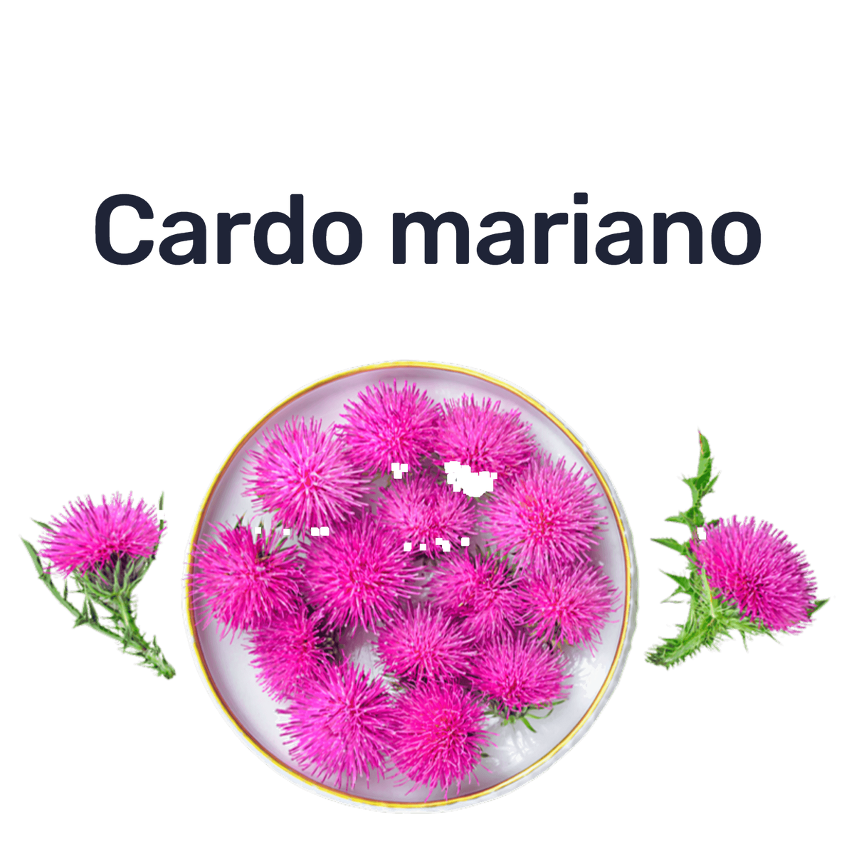 Cardo Mariano 1000mg — Cardo mariano