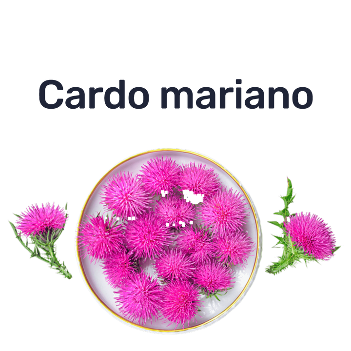 Cardo Mariano 1000mg — Cardo mariano