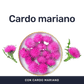 Cardo Mariano 1000mg [180 Cápsulas] — imagen 2