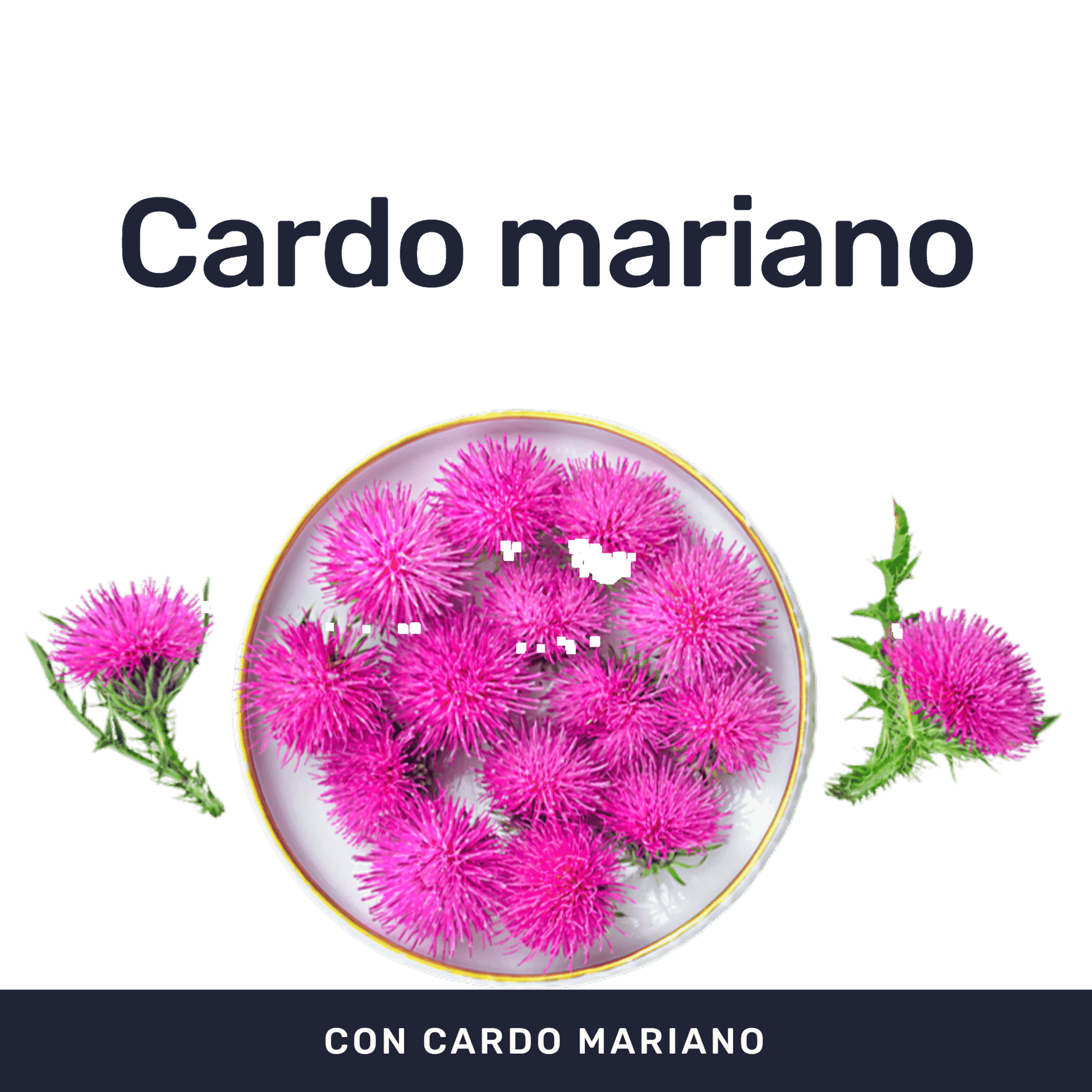 Cardo Mariano 1000mg [180 Cápsulas] — imagen 2