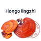 Ganoderma — Hongo lingzhi