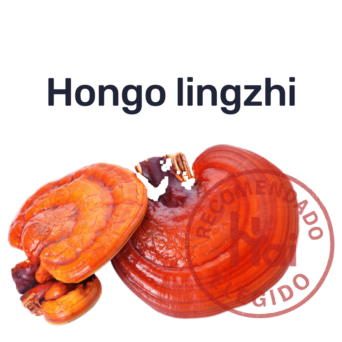 Ganoderma — Hongo lingzhi