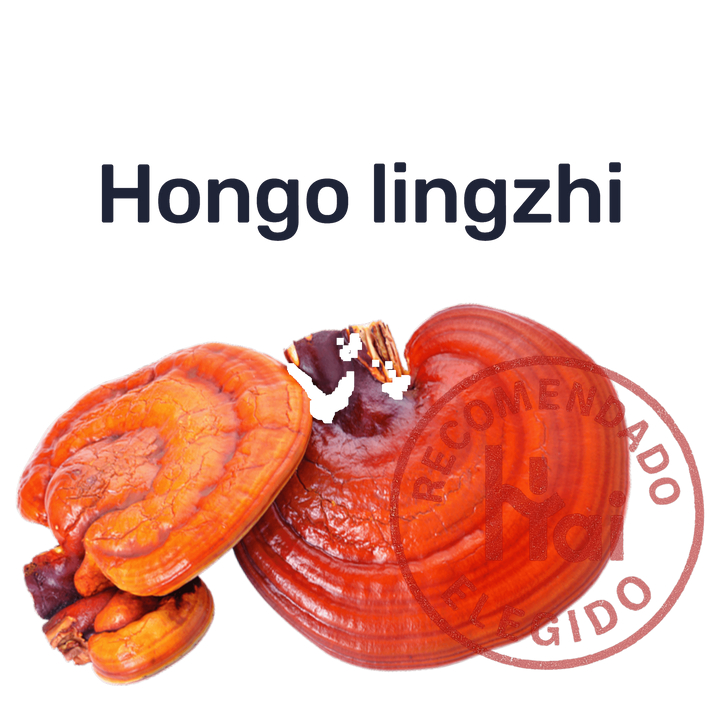 Ganoderma — Hongo lingzhi