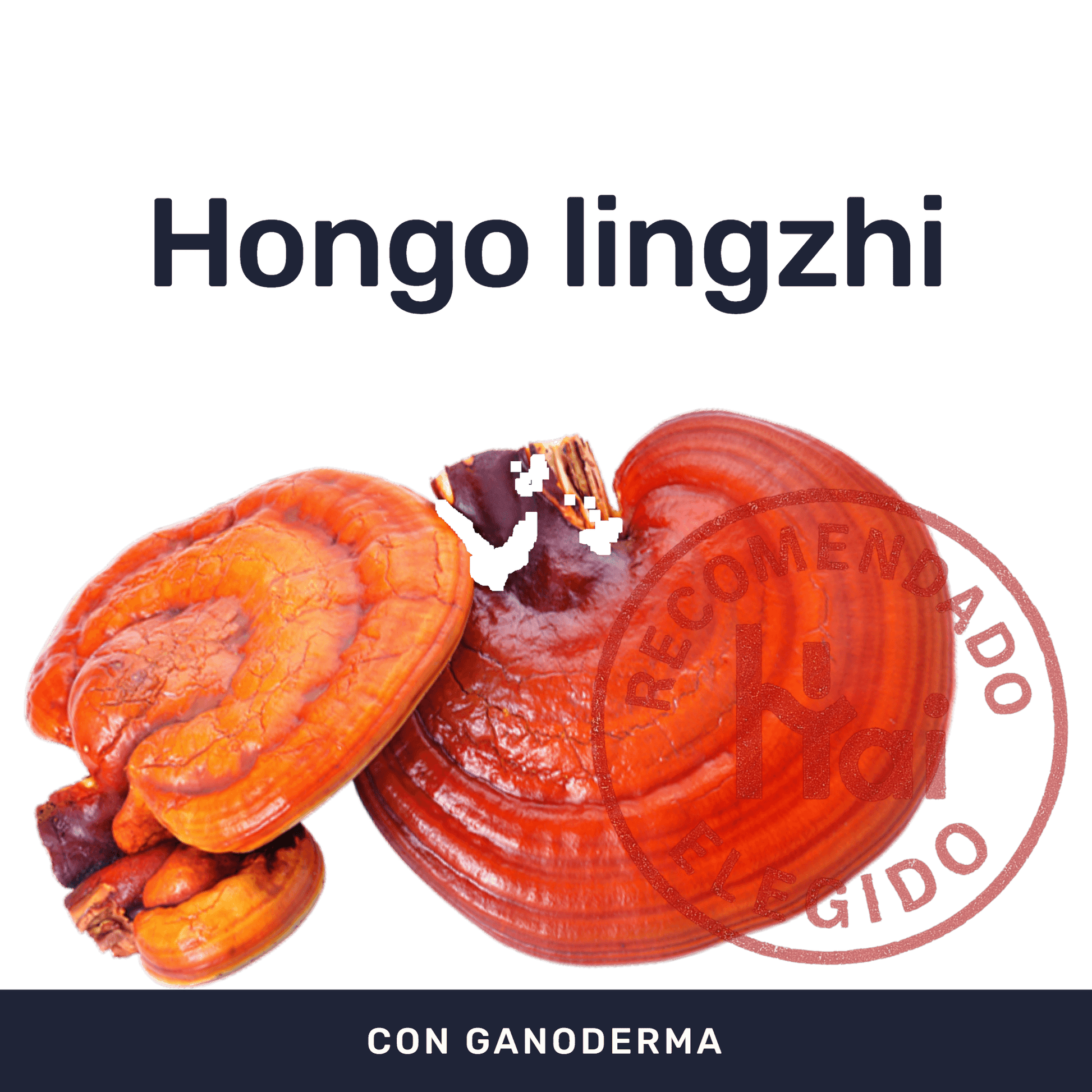 Ganoderma [60 Cápsulas] — imagen 2