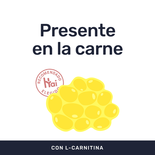 L-Carnitina 500mg [60 Cápsulas] — imagen 2