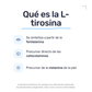 L-Tirosina 500mg [100 Cápsulas] — imagen 3