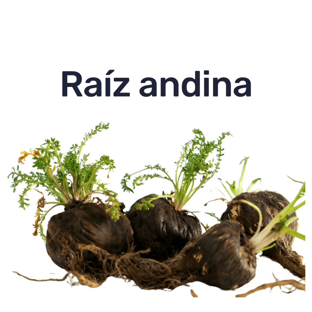 Maca Negra — Raíz andina