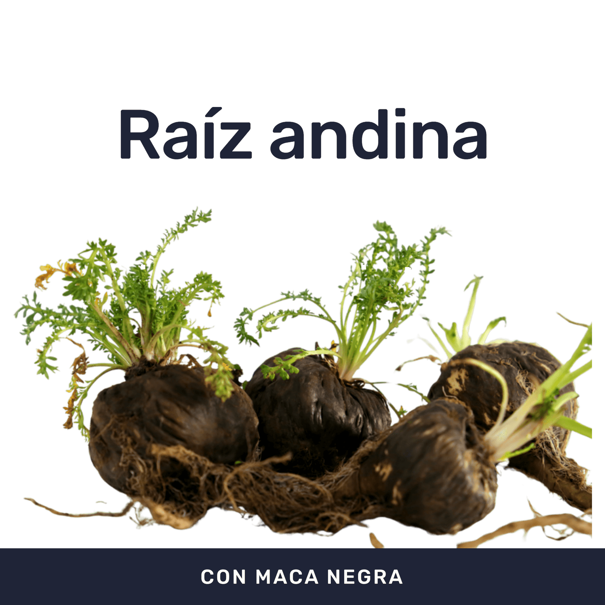 Maca Negra [90 Cápsulas] — imagen 2