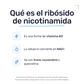 NAD+ [60 Cápsulas] — imagen 3