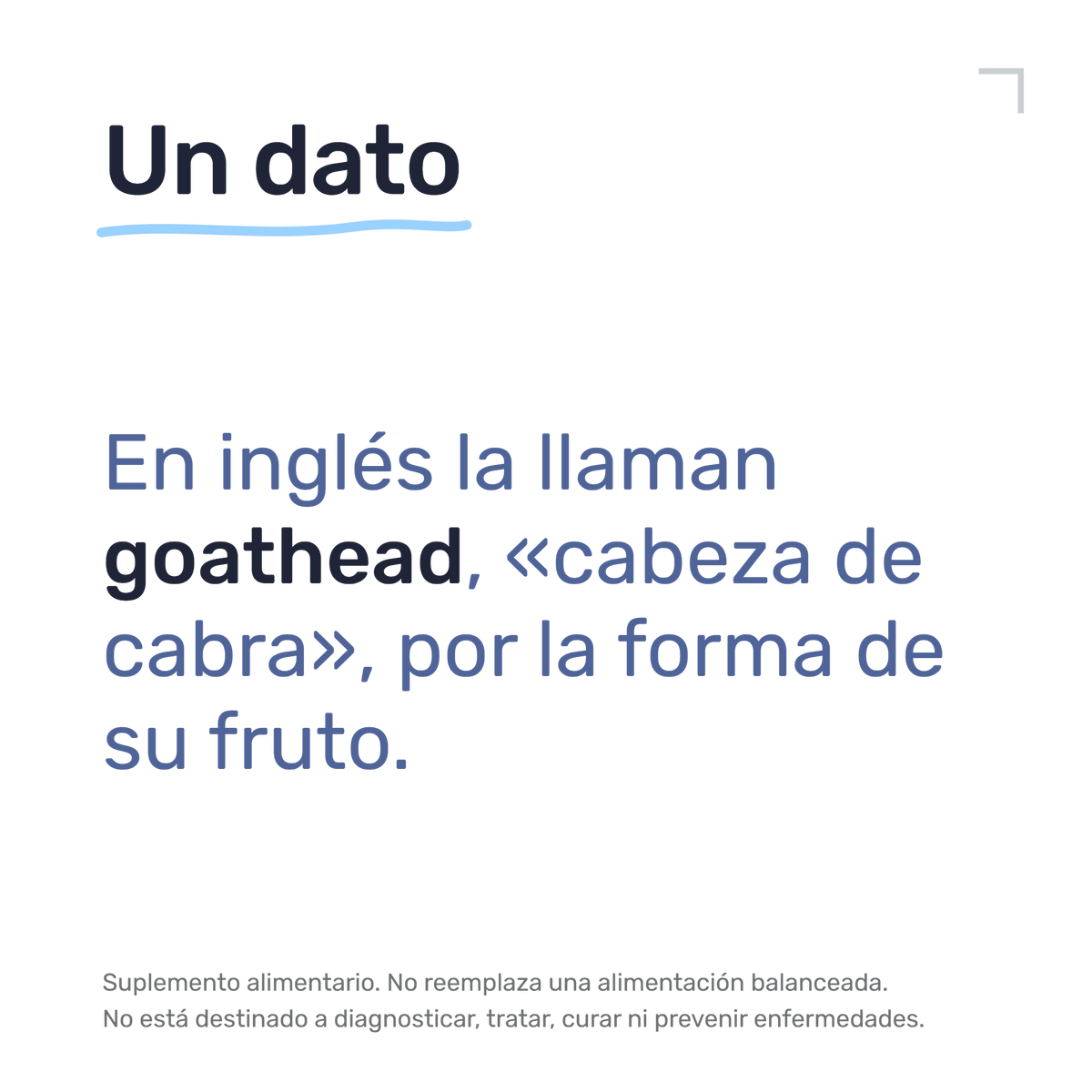 Tribulus — Un dato: En inglés la llaman goathead, «cabeza de cabra», por la forma de su fruto.