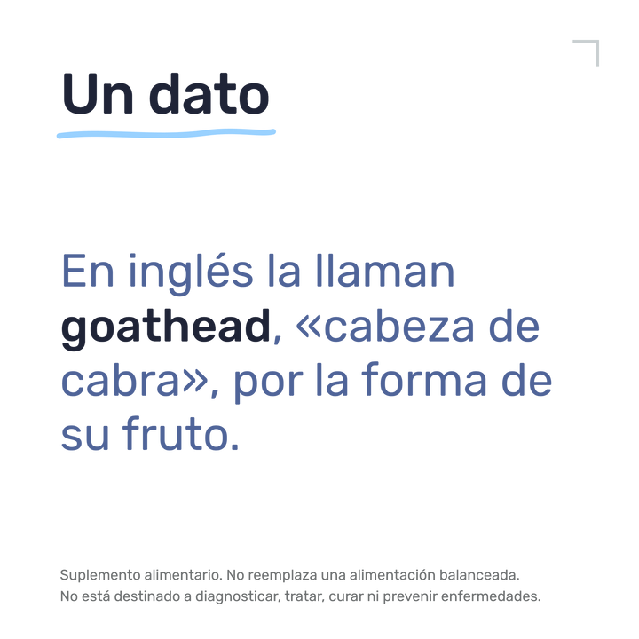 Tribulus — Un dato: En inglés la llaman goathead, «cabeza de cabra», por la forma de su fruto.